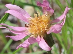 Symphyotrichum yukonense