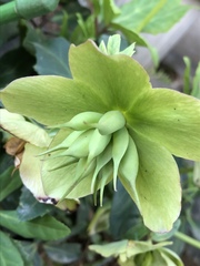 Helleborus