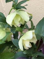 Helleborus
