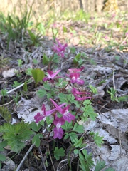 Corydalis caucasica