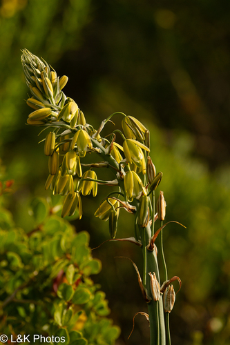 Albuca grandis