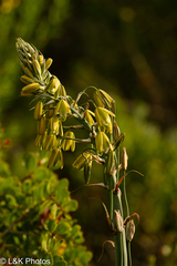Albuca grandis