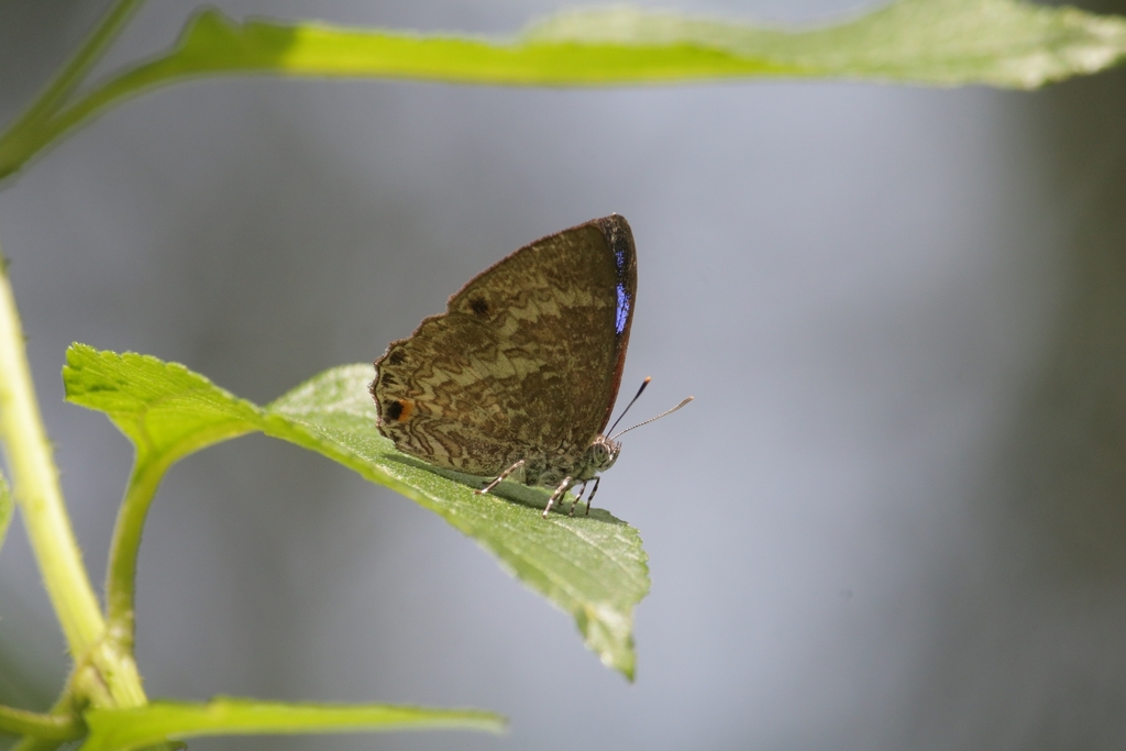 Blue Gem In January 2024 By Awan Triaji INaturalist   Large 