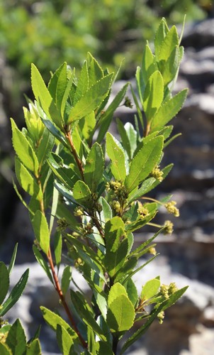 Image of Gerrardina foliosa by (c) Tony Rebelo, some rights reserved (CC BY-SA)