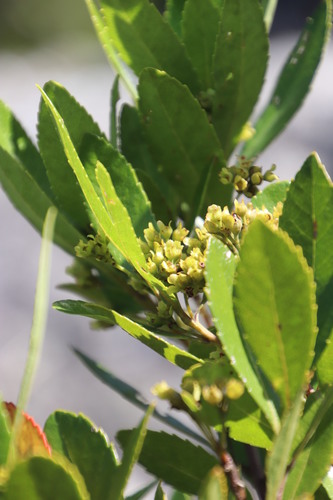 Image of Gerrardina foliosa by (c) Tony Rebelo, some rights reserved (CC BY-SA)