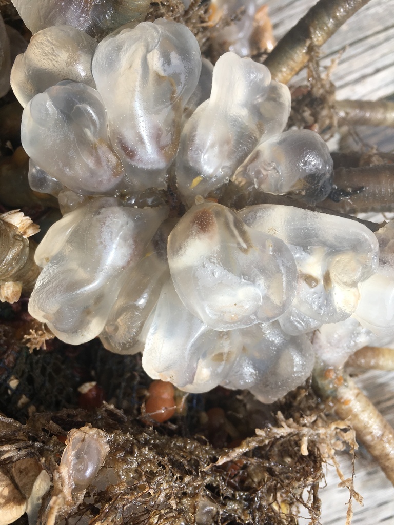 Icy Tunicate