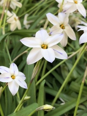 Amaryllidaceae