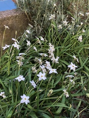 Amaryllidaceae