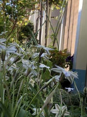 Amaryllidaceae