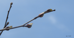 Alnus hirsuta