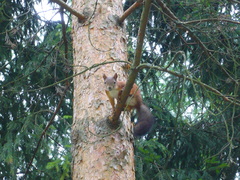 Sciurus vulgaris