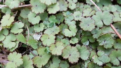 Hydrocotyle moschata moschata