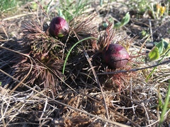 Paeonia tenuifolia