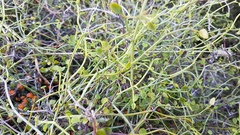 Scandia geniculata