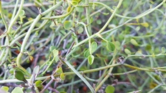 Scandia geniculata