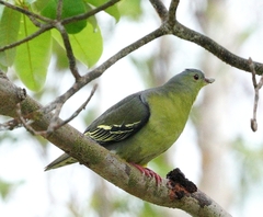 Cinnamon-Headed Green Pigeon photo 2