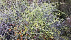 Scandia geniculata
