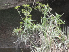 Senecio minimus
