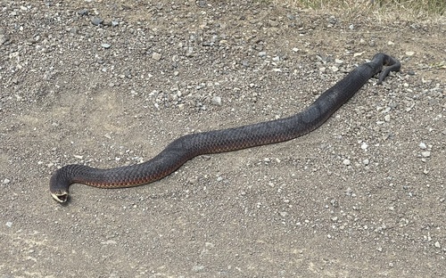 Lowlands Copperhead sighting