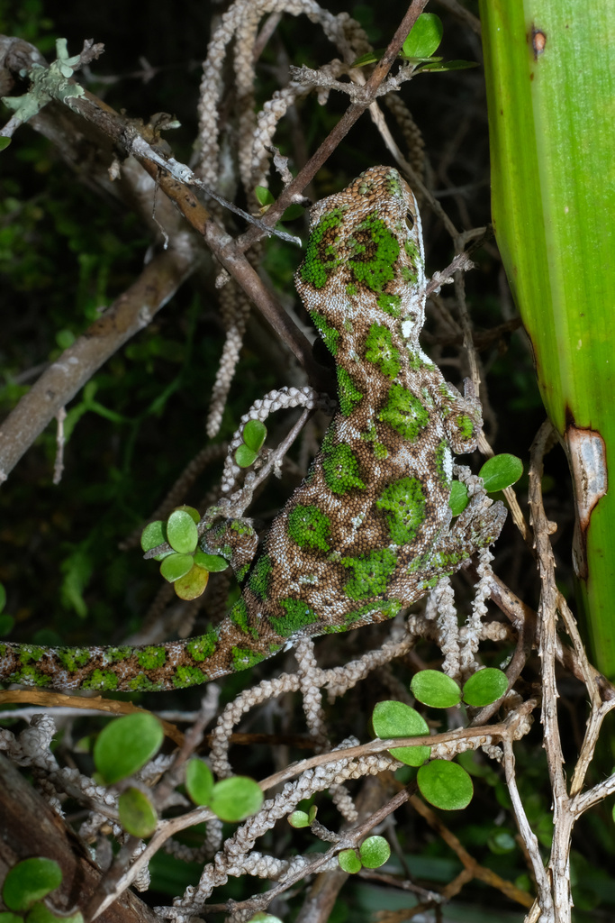 Starred Gecko In January 2024 By Chiaah INaturalist   Large 