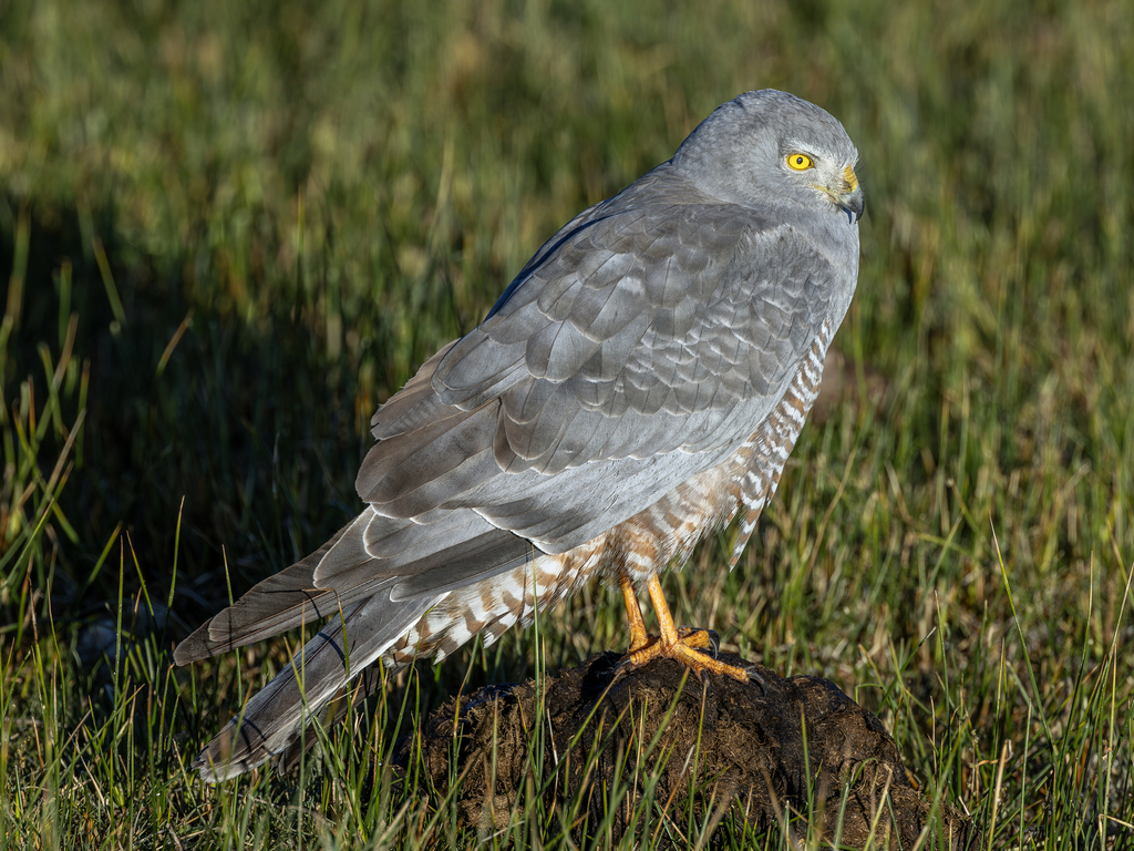 Cinereous Harrier