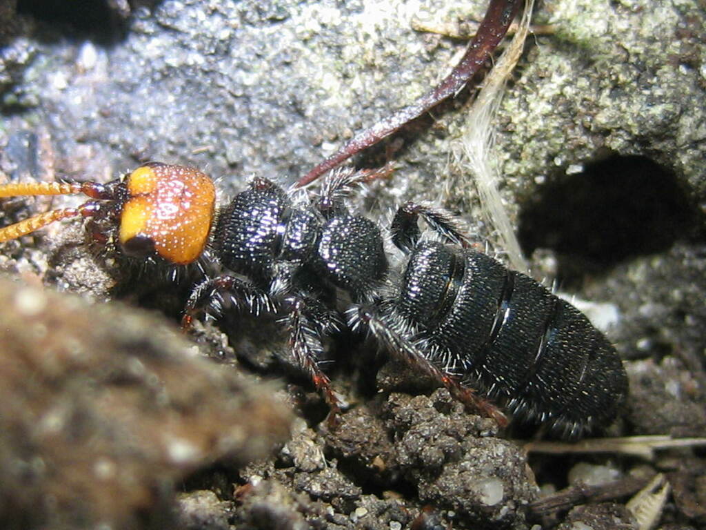 Rugosothynnus