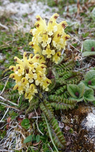 Pedicularis oederi iNat (2)