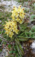 Pedicularis oederi