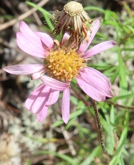 Symphyotrichum yukonense