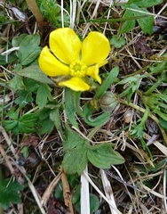 Ranunculus turneri