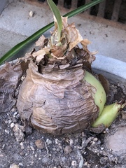 Amaryllidaceae