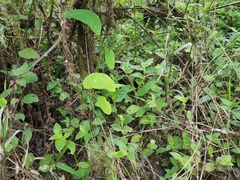 Passiflora colinvauxii