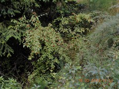 Cotoneaster bullatus