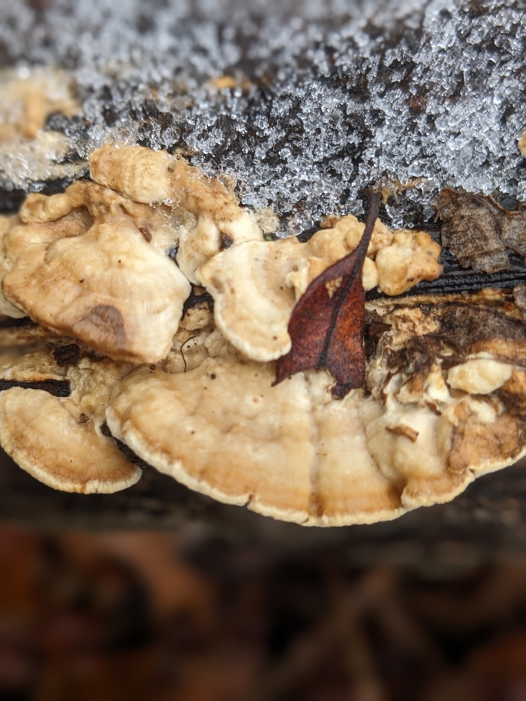 Deercolored Trametes from Edgar Springs, MO 65462, USA on January 6
