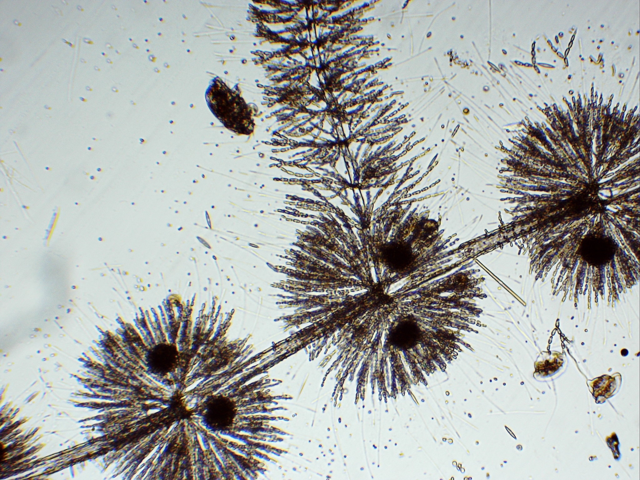 Batrachospermaceae