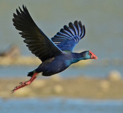 African Swamphen