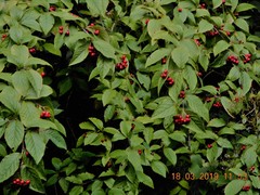Cotoneaster bullatus