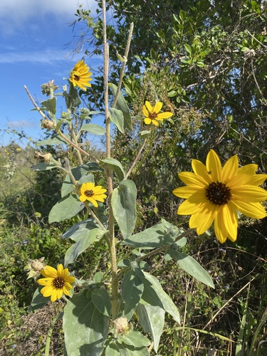 Helianthus argophyllus iNat (2)