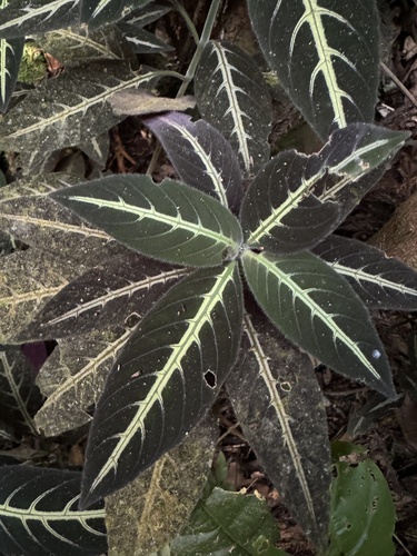 Ruellia makoyana, photograph 4