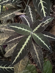 Ruellia makoyana, photograph (c) Pedro Alvaro Neves, some rights reserved (CC BY)
