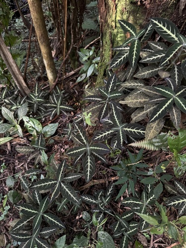 Ruellia makoyana, photograph 5