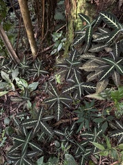 Ruellia makoyana, photograph (c) Pedro Alvaro Neves, some rights reserved (CC BY)