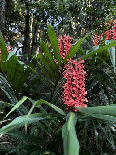 Foto de Gengibre-vermelho