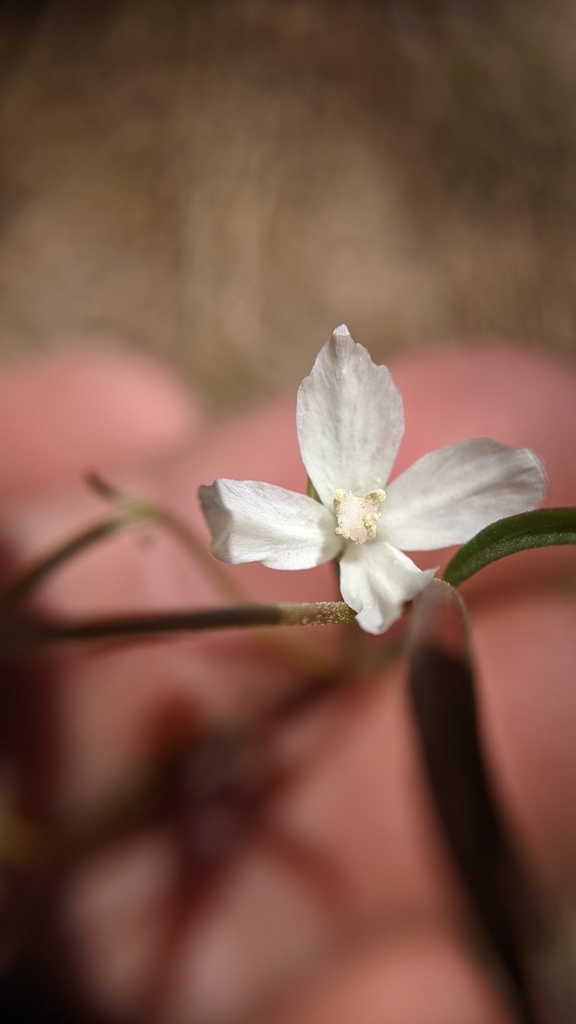 Canyon clarkia (Clarkia epilobioides)