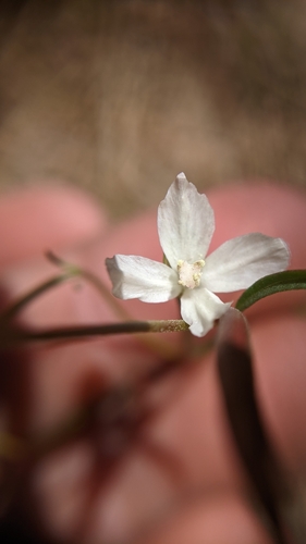 Canyon clarkia (Clarkia epilobioides)