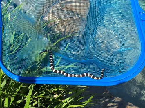 Eastern Bandy Bandy sighting