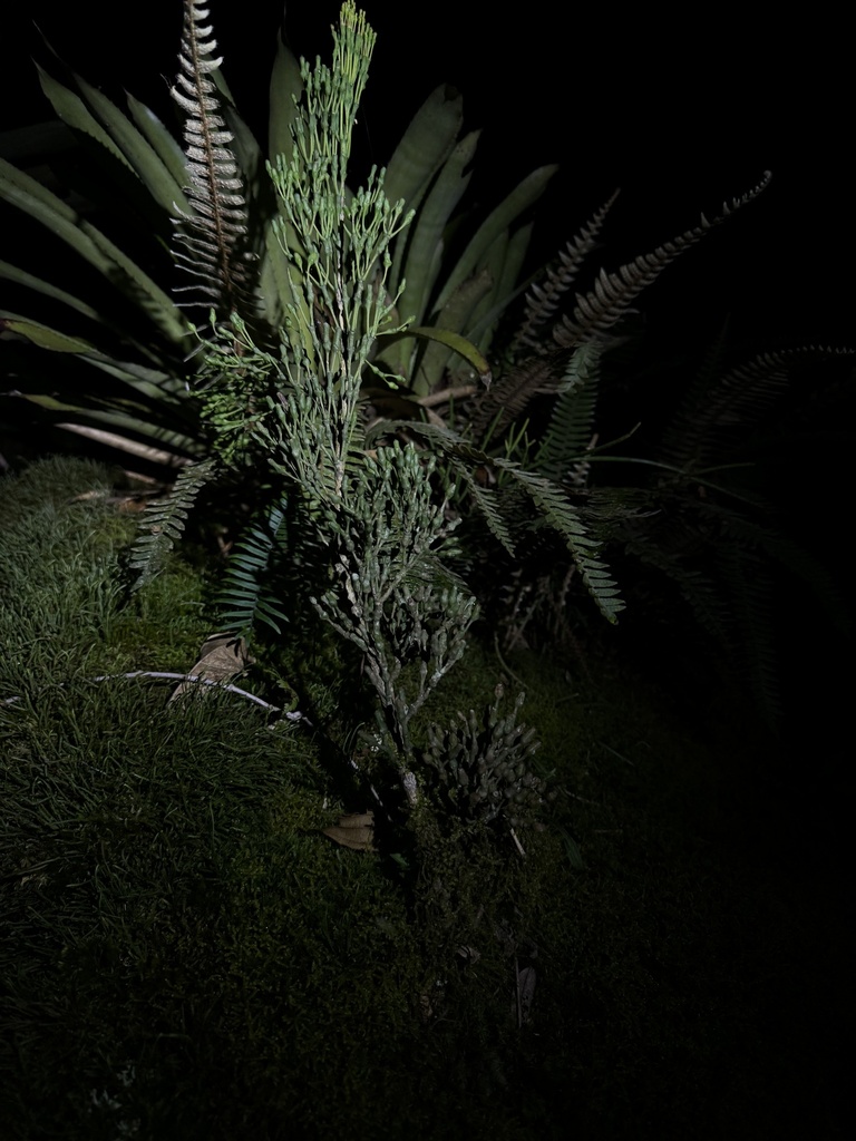 Hatiora salicornoides, Parque Nacional do Itatiaia, Itatiaia, RJ, BR