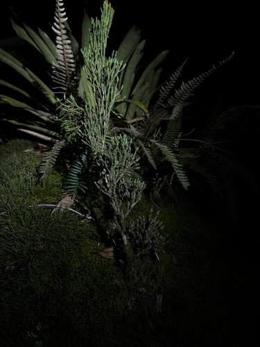 Hatiora salicornoides