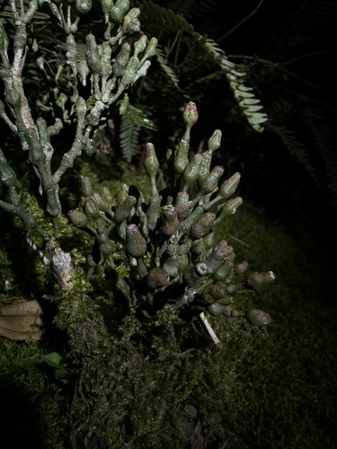 Hatiora salicornoides