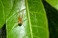 Anelosimus studiosus